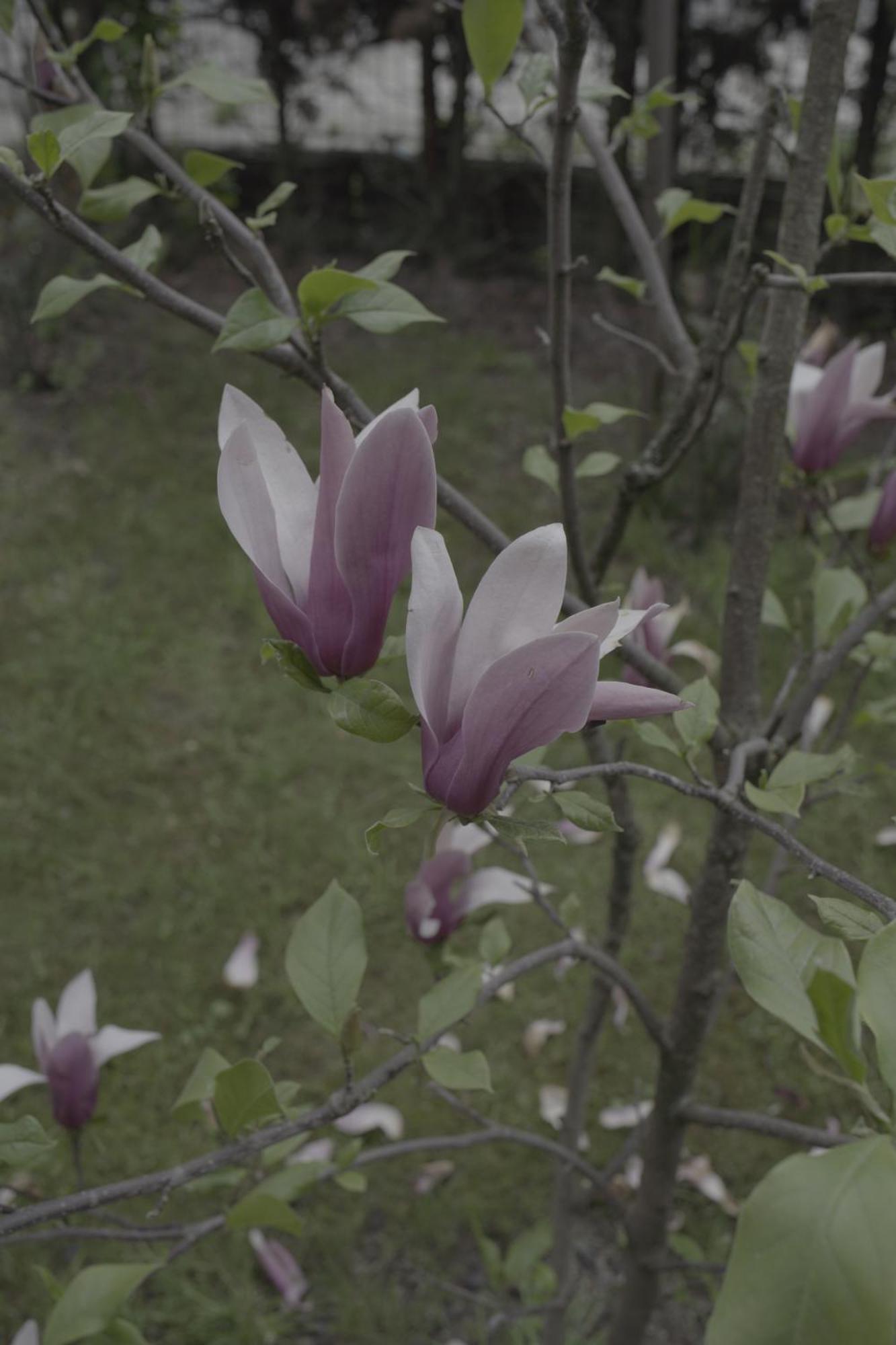 Pensiunea Magnolia Ocna Şugatag エクステリア 写真